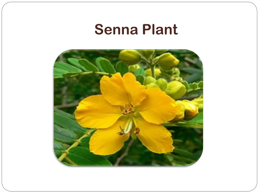 senna plant