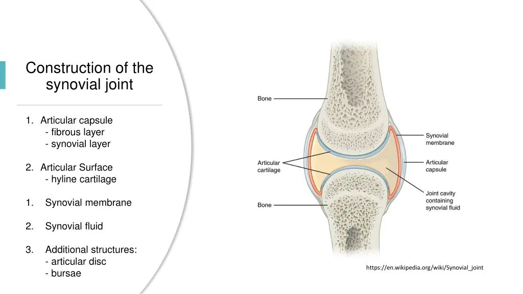 construction of the synovial joint