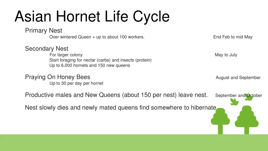 asian hornet life cycle primary nest over