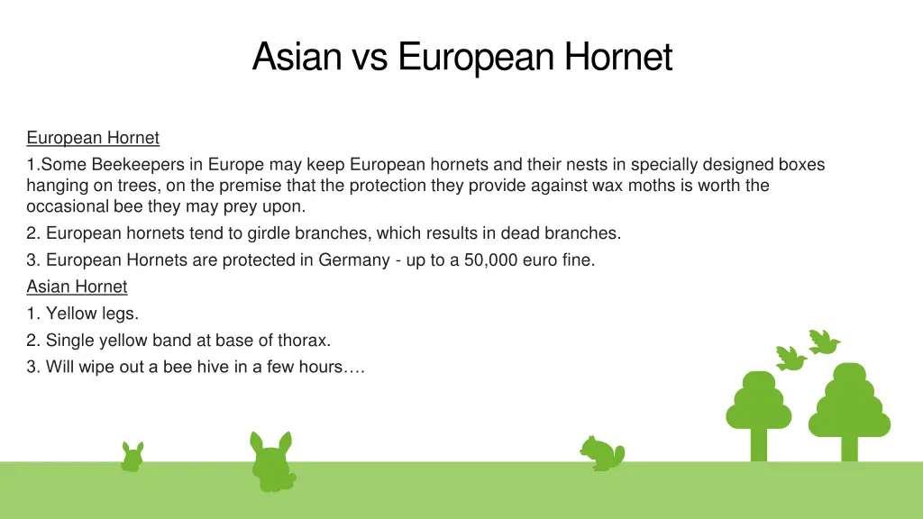 asian vs european hornet