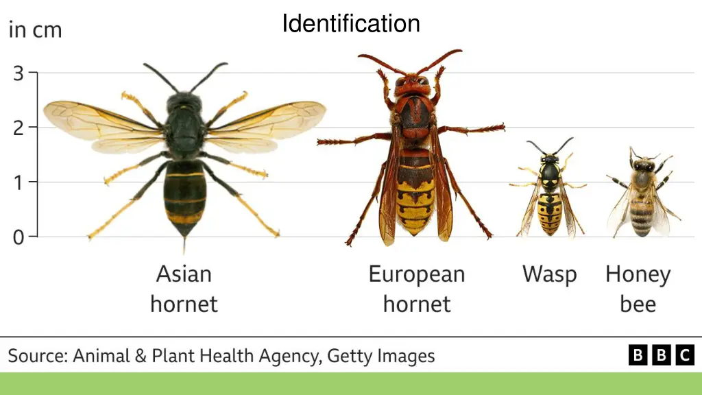 identification