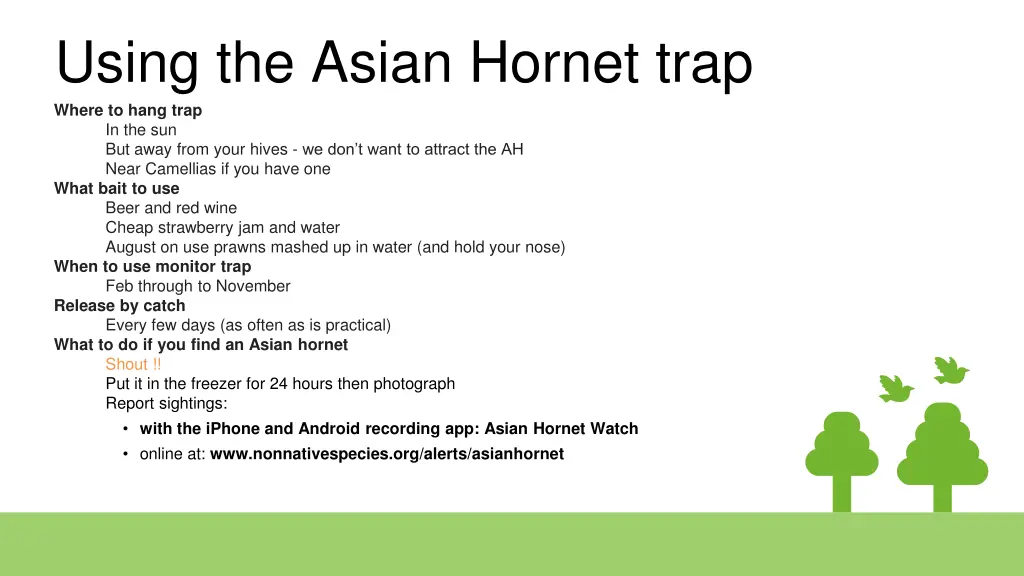 using the asian hornet trap where to hang trap