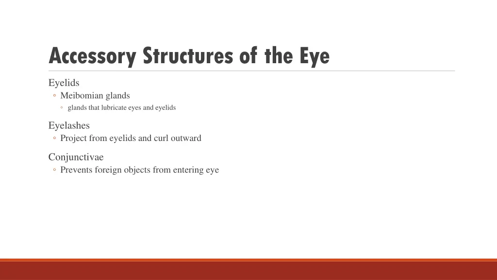 accessory structures of the eye 1