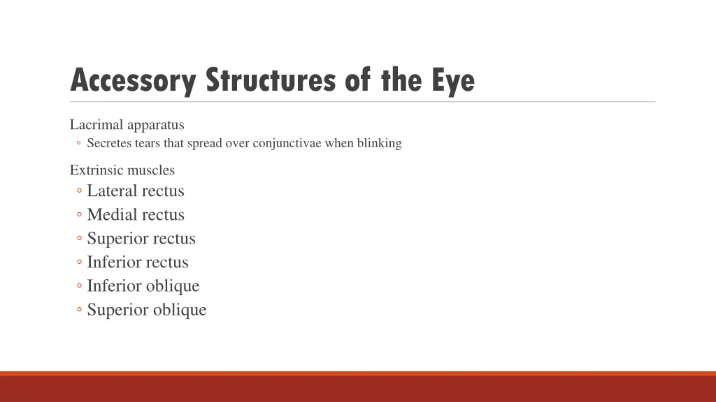 accessory structures of the eye 2