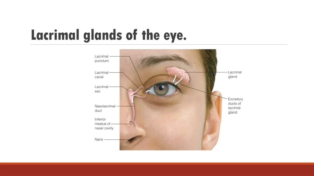 lacrimal glands of the eye