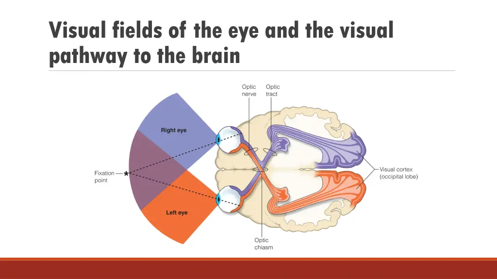 visual fields of the eye and the visual pathway