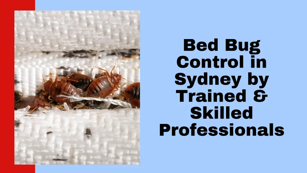 bed bug control in sydney by trained skilled