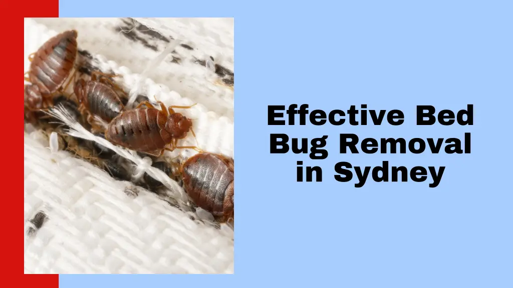 effective bed bug removal in sydney