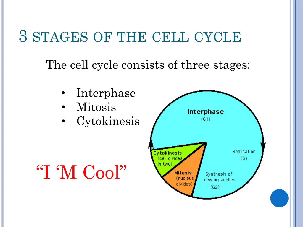 3 stages of the cell cycle