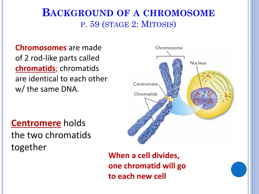 b ackground of a chromosome p 59 stage 2 m itosis