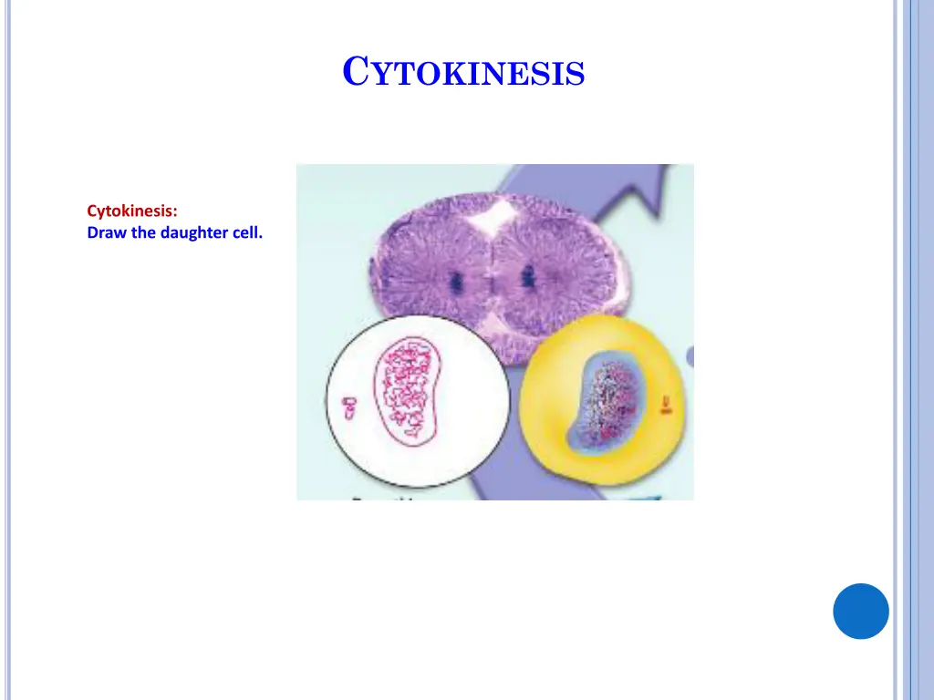 c ytokinesis 1