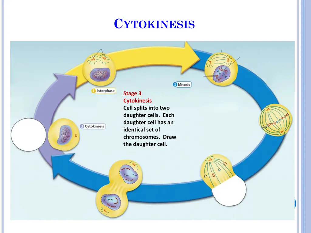 c ytokinesis