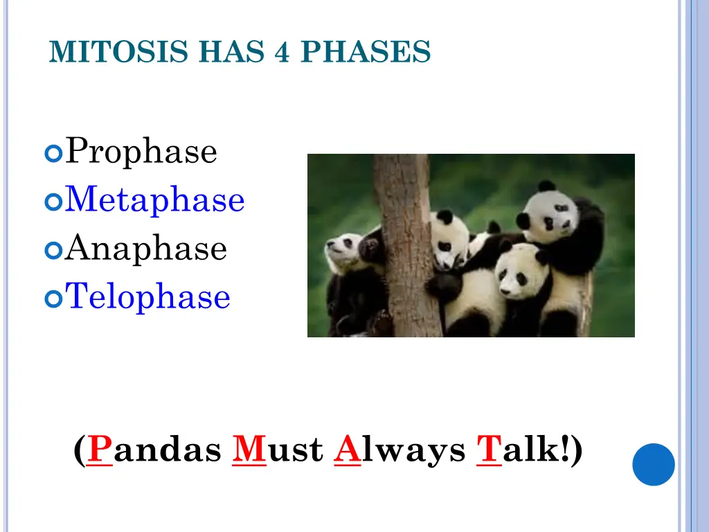 mitosis has 4 phases