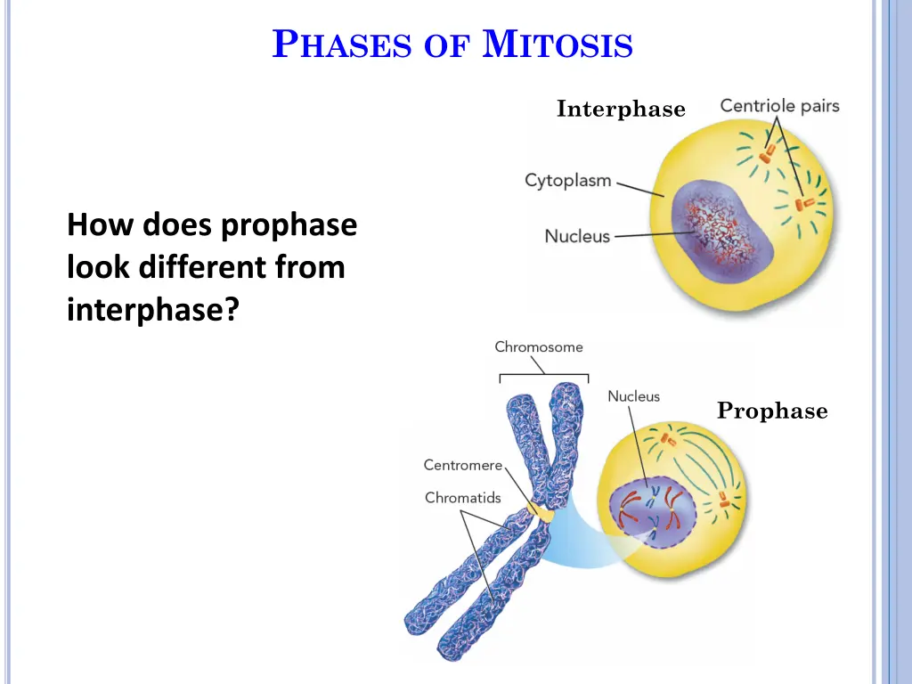 p hases of m itosis 1