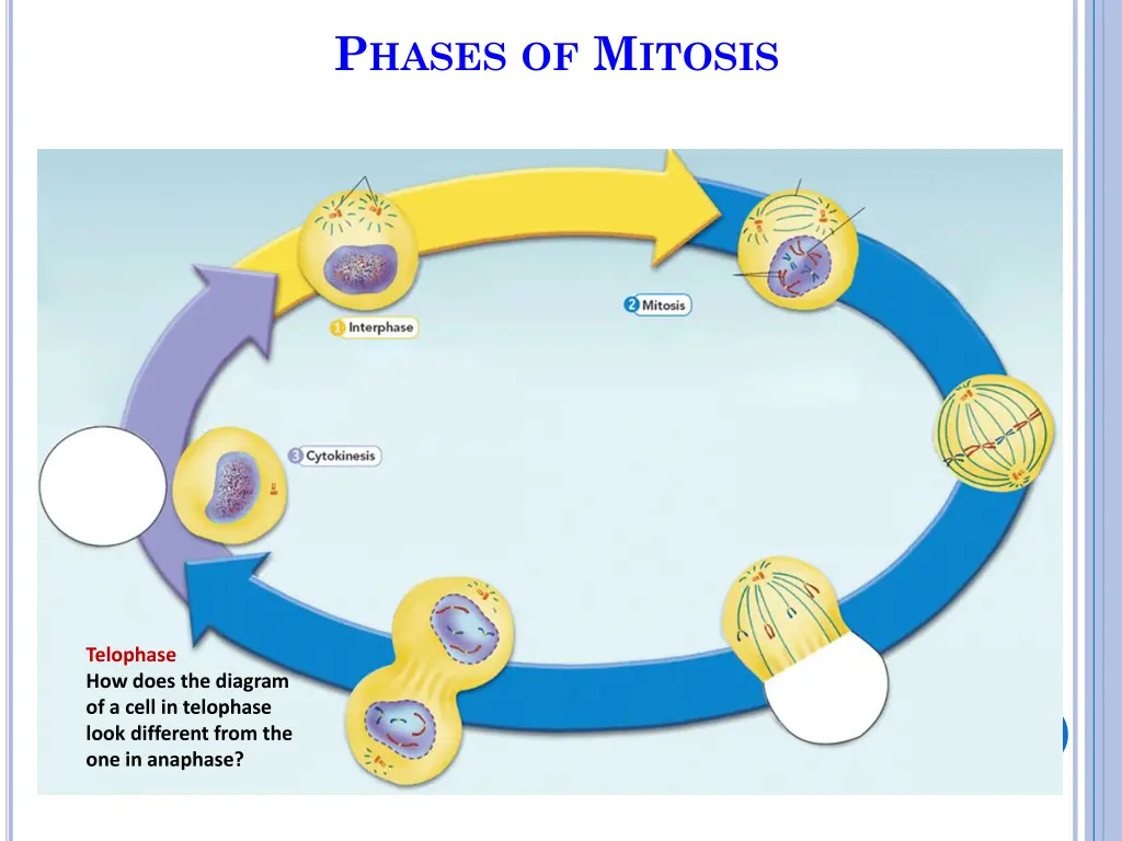 p hases of m itosis 10