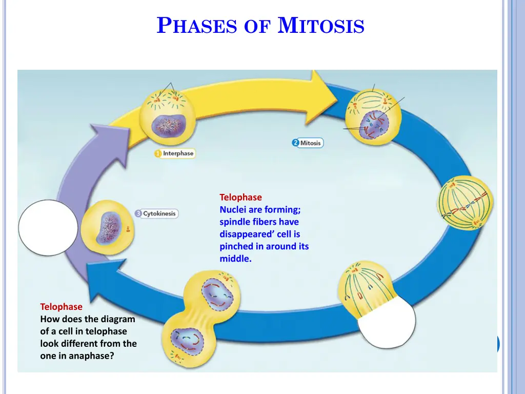 p hases of m itosis 11