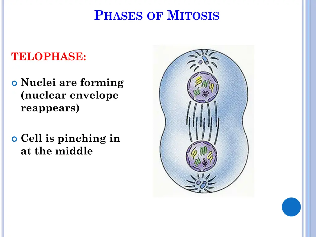 p hases of m itosis 12