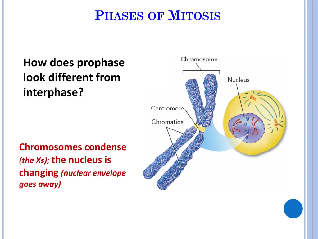 p hases of m itosis 2