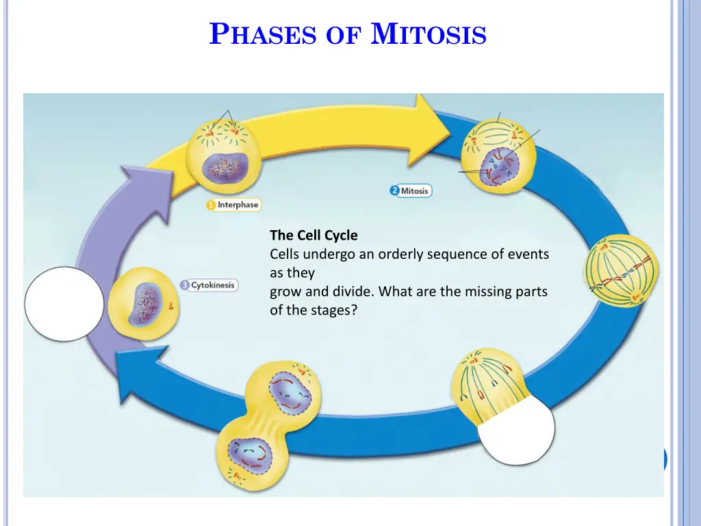 p hases of m itosis 3