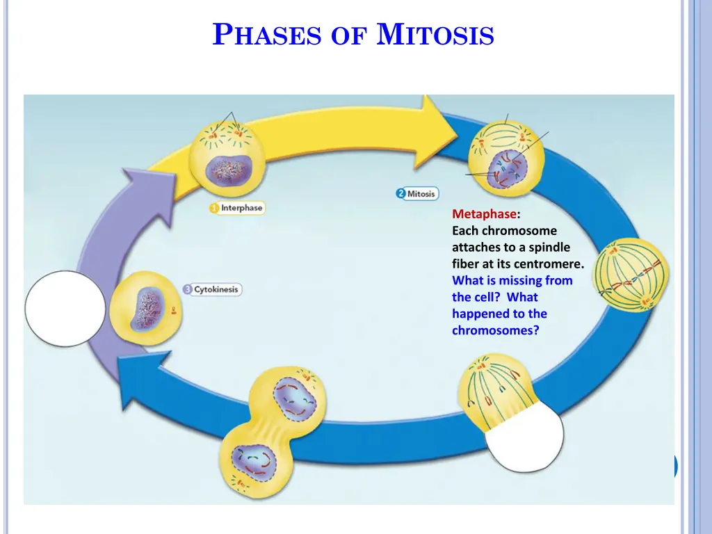 p hases of m itosis 4