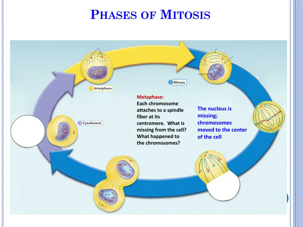 p hases of m itosis 5