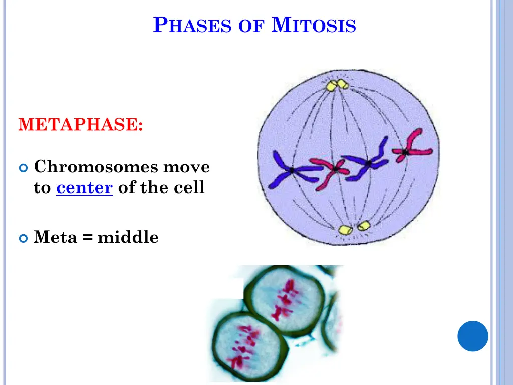 p hases of m itosis 6