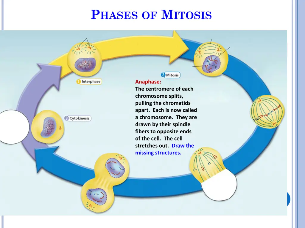 p hases of m itosis 7