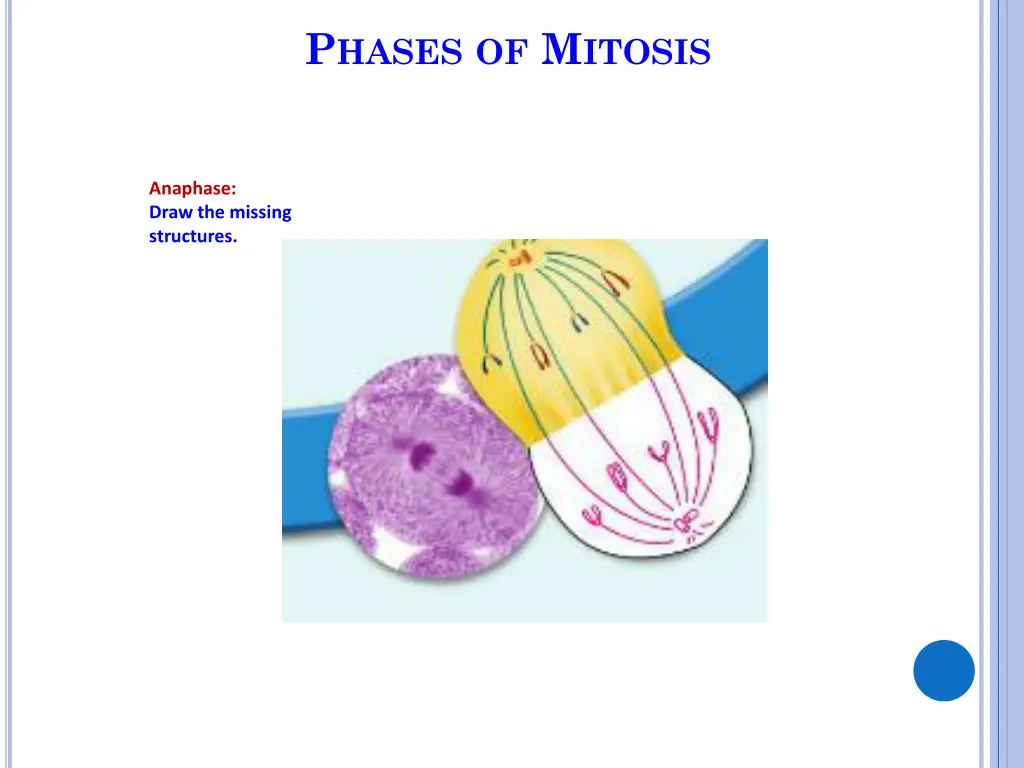 p hases of m itosis 8