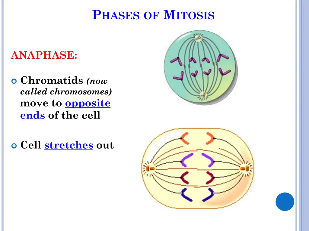 p hases of m itosis 9