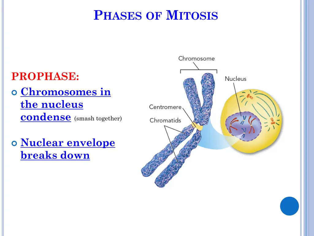 p hases of m itosis