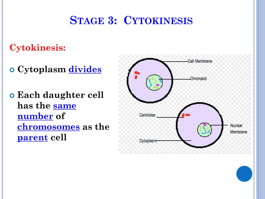 s tage 3 c ytokinesis