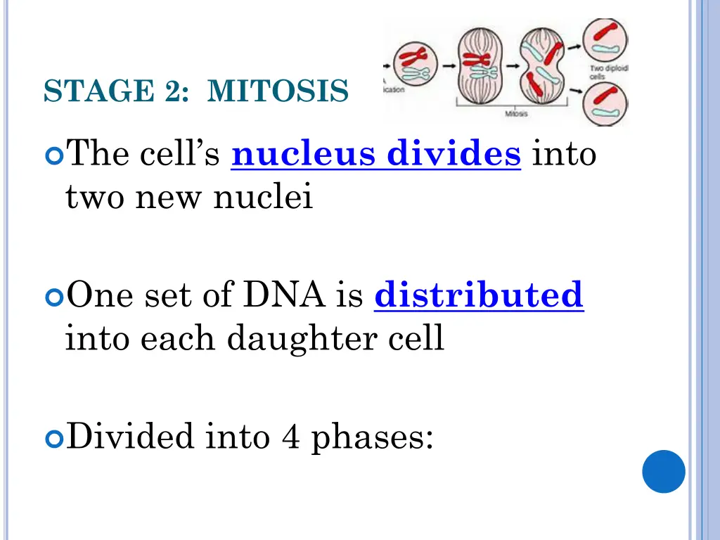 stage 2 mitosis