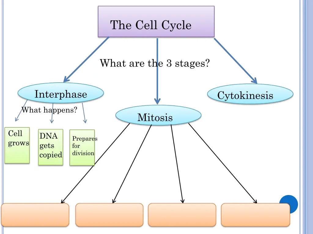 the cell cycle 1