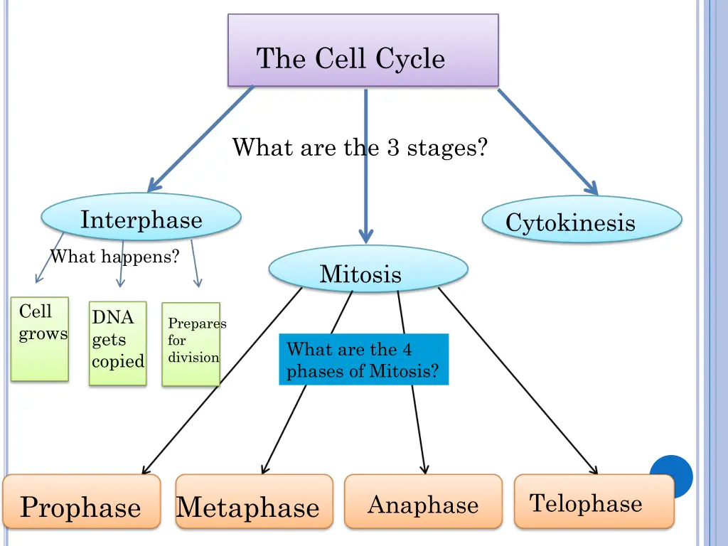 the cell cycle 2