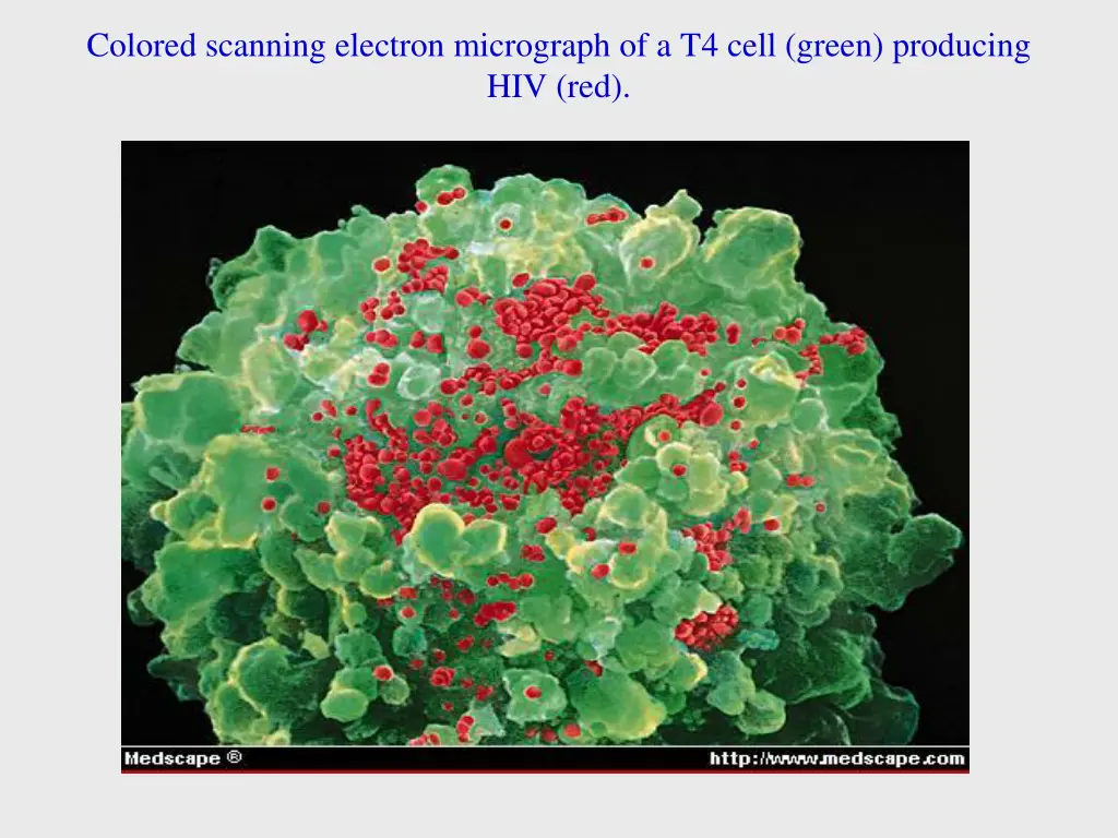 colored scanning electron micrograph of a t4 cell