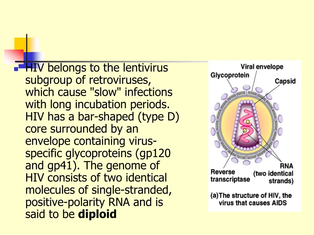 hiv belongs to the lentivirus subgroup