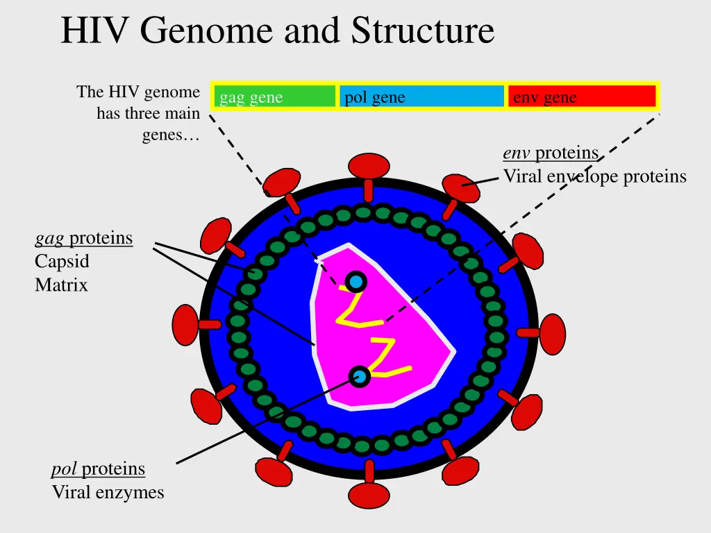 hiv genome and structure