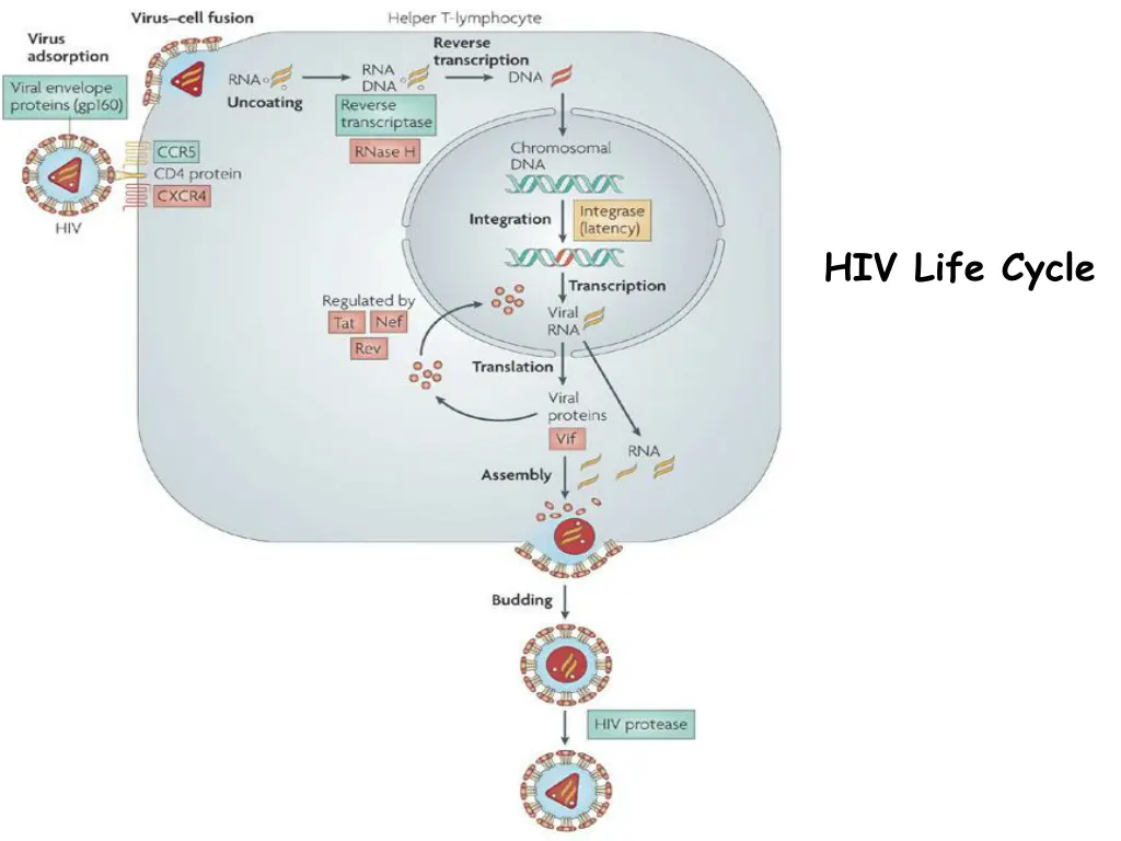 hiv life cycle