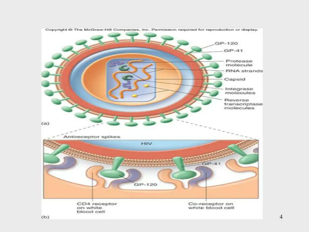 insert figure 25 13 hiv general structure