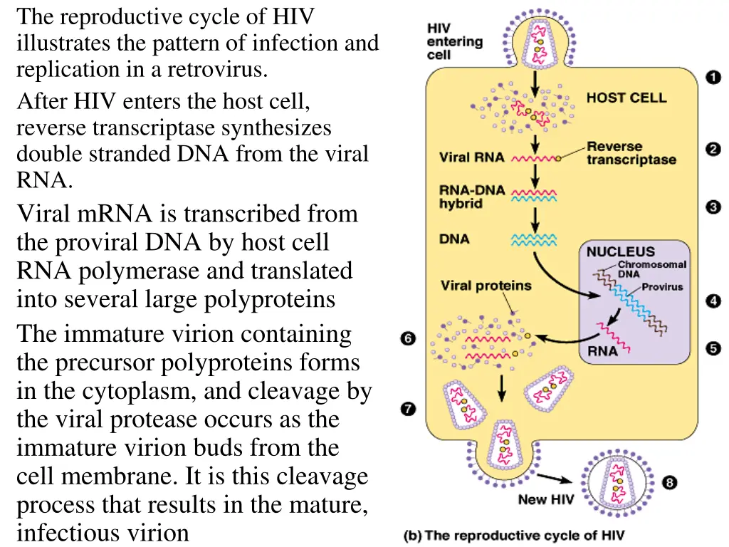 the reproductive cycle of hiv illustrates