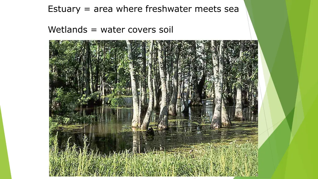 estuary area where freshwater meets sea