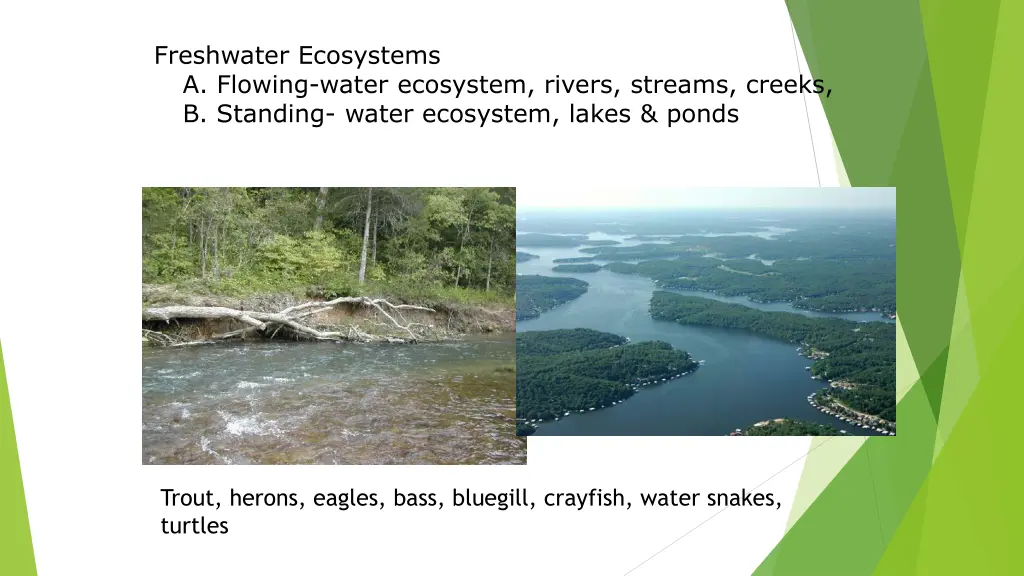 freshwater ecosystems a flowing water ecosystem 1