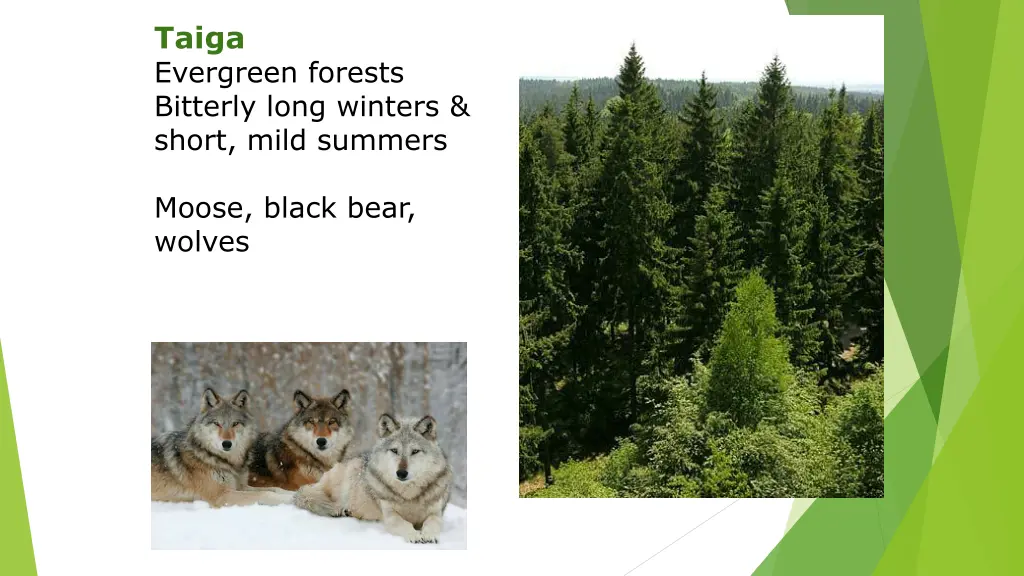 taiga evergreen forests bitterly long winters