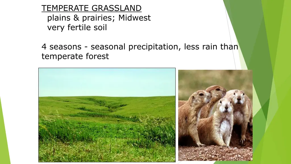 temperate grassland plains prairies midwest very
