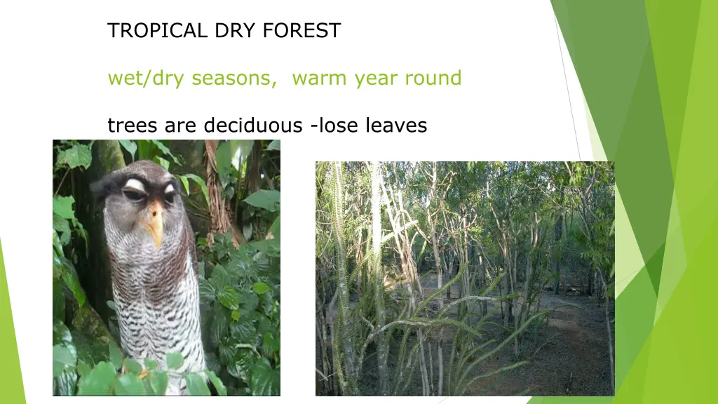 tropical dry forest