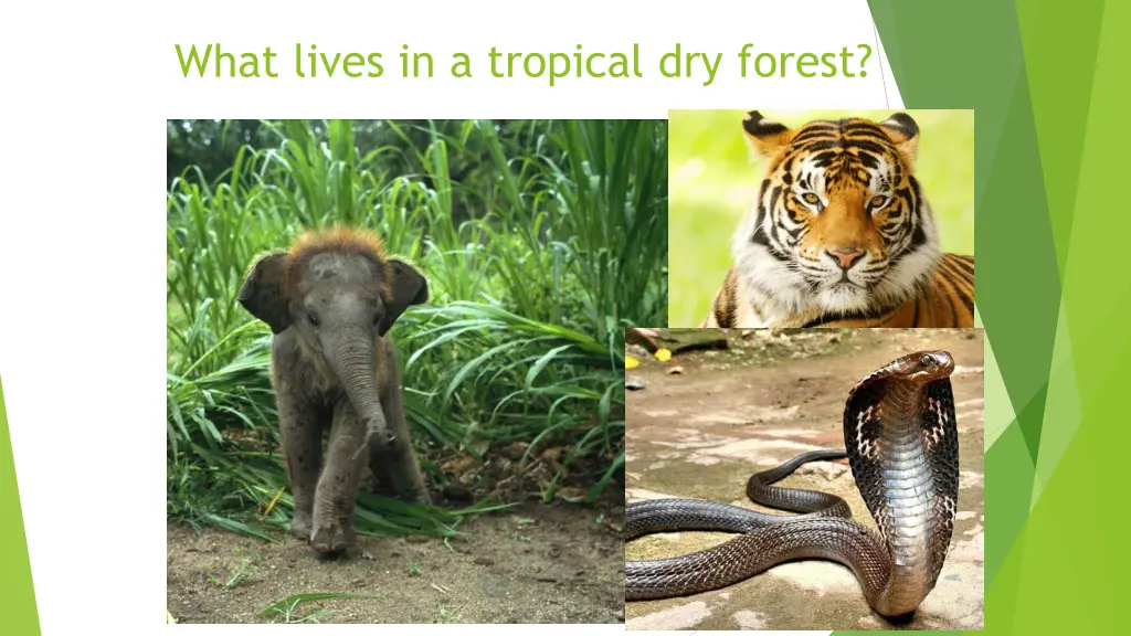 what lives in a tropical dry forest