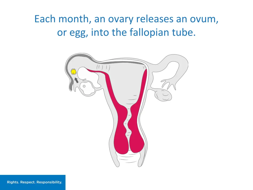 each month an ovary releases an ovum or egg into