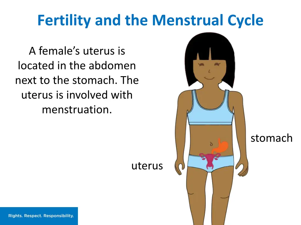fertility and the menstrual cycle
