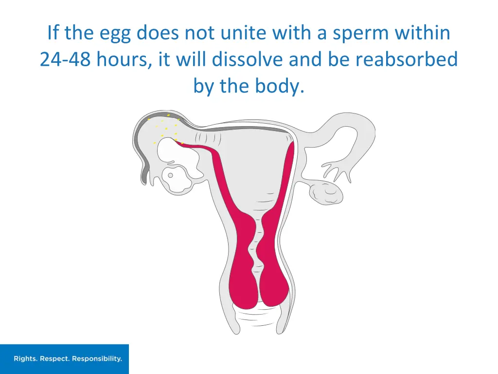 if the egg does not unite with a sperm within