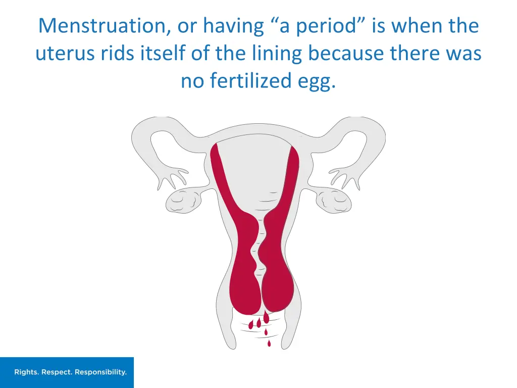 menstruation or having a period is when